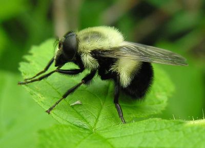 Volucella (bombylans?)