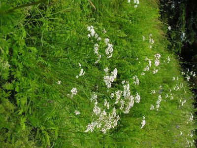 valeriana-officinalis-large.jpg