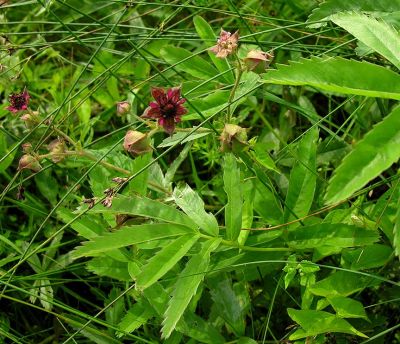 marsh-cinquefoil-2.jpg