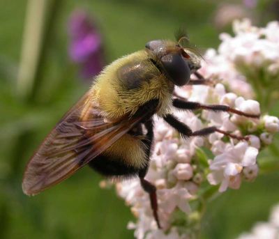 bee-mimic-fly-large.jpg