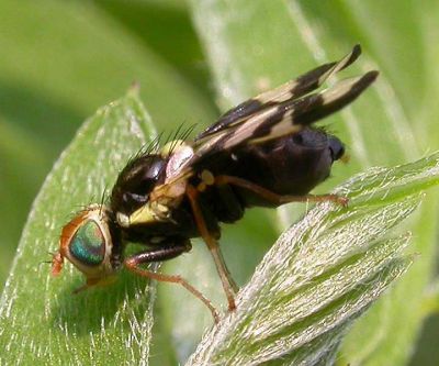 spider-mimic-fly-2-large.jpg