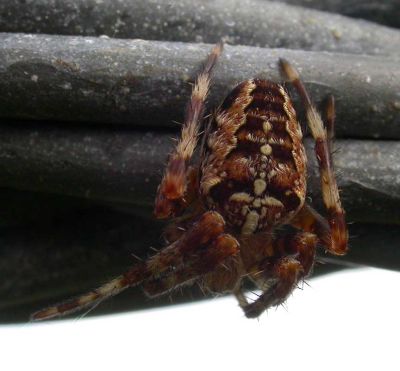 Araneus diadematus - view 1