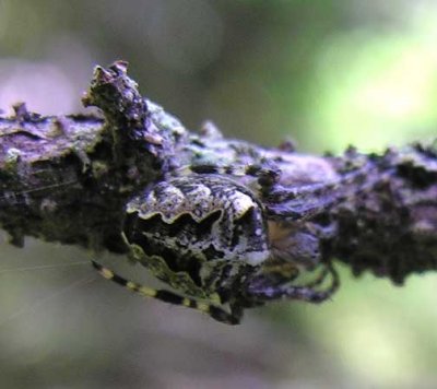 Araneus bicentenarius - Lichen Orbweaver