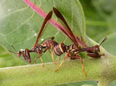 mantidflies-mating-1-large.jpg