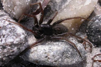 Pardosa groenlandica