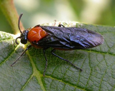 Arge pectoralis (?) - Birch Sawfly (?)