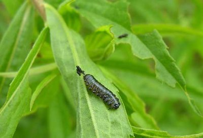 Trirhabda larva