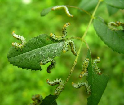 Arge ochropa larvae