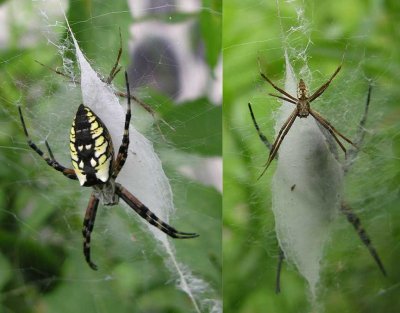 Argiope aurantia - male & female on web