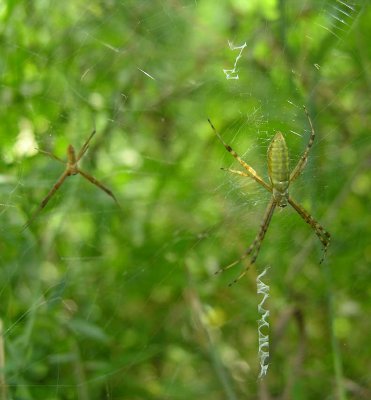 Argiope trifasciata - female and male