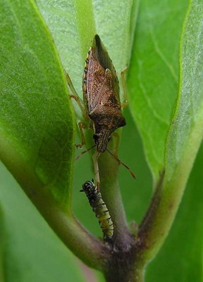 Podisus (?) stinkbug with Monarch Caterpillar