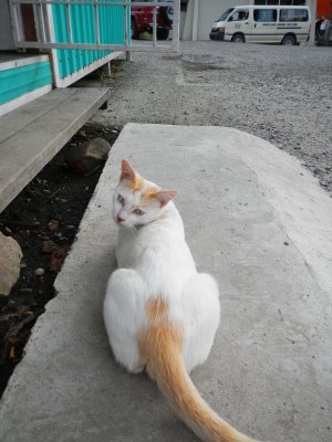 Cat, Tenom Station.