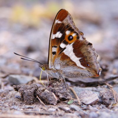Purple Emperor