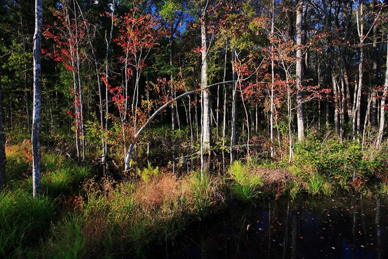 Autumn-in-the-Swamp-1.jpg