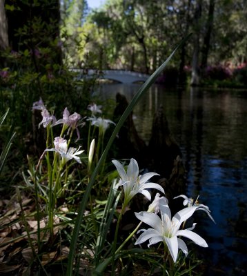 Lilies Along the Bank 