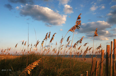 Sea Oats Blowing