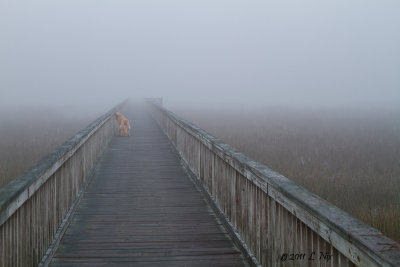 Dog in Fog