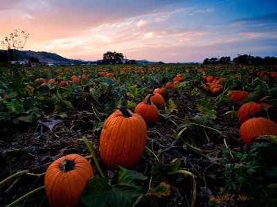 Pumpkin Field Revisited