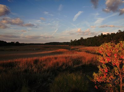 Autumn Marsh Scene