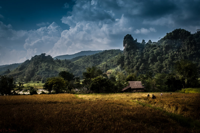 The Rice Harvest