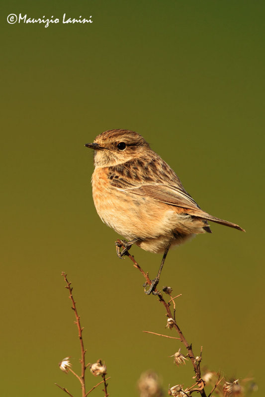 Saltimpalo , Stonechat