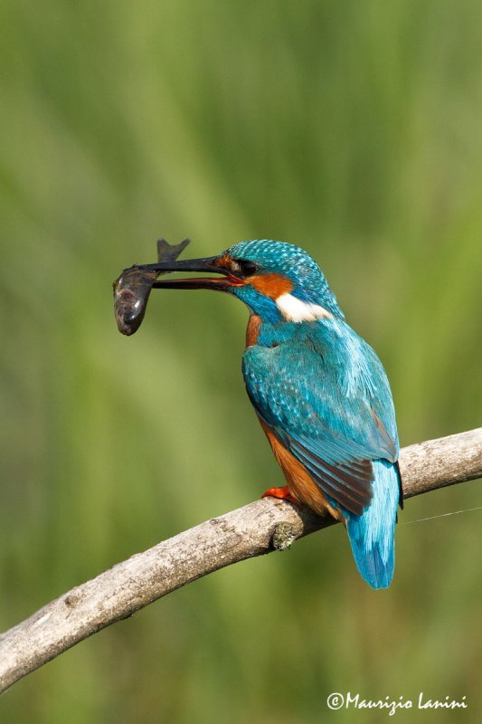 Martin pescatore , Kingfisher