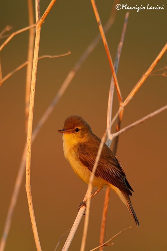 Canapino,Melodious warbler