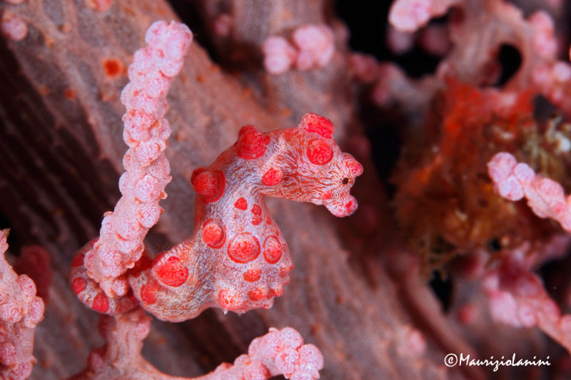 Cavalluccio marino pigmeo , Pigmy sea horse