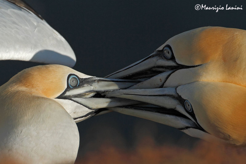 Scaramucce tra sule , Fighting gannets