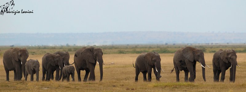 Elefanti , African bush elephants