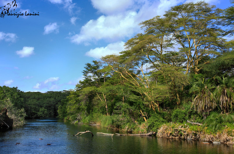 Le sorgenti Mzima , Mzima springs