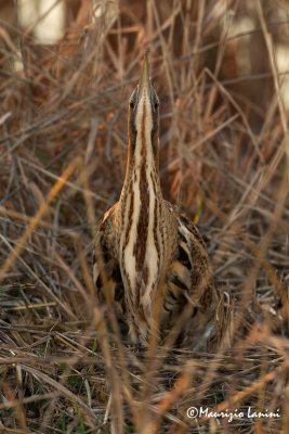 Bittern , Tarabuso