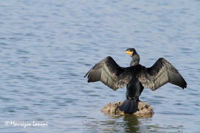 Cormorano, Great cormorant