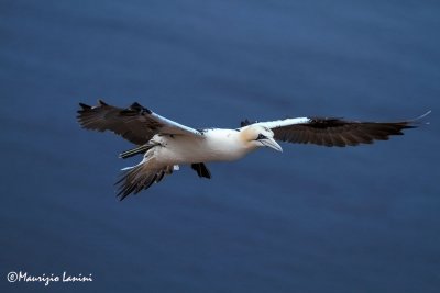 Sula bassana , Gannet