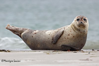 Foca vitulina , Harbour seal