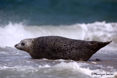 Foca grigia , Grey seal