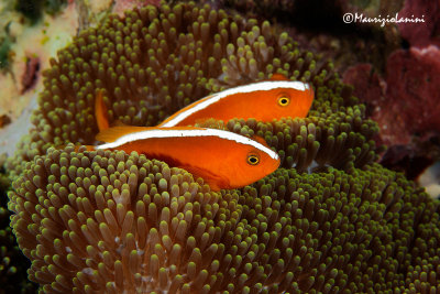 Pesce pagliaccio arancio , Orange anemonefish