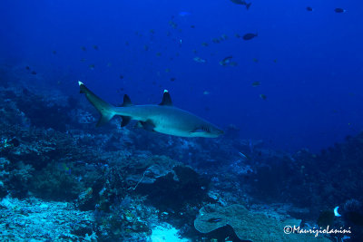 Squalo pinna bianca , White tip reef shark