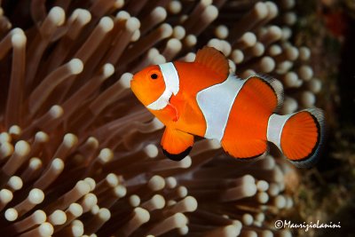 Pesce pagliaccio , False clown anemonefish