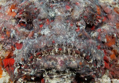 Primo piano di Pesce pietra , Reef stonefish close-up