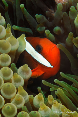 Pesce pagliaccio pomodoro , Tomato anemonefish