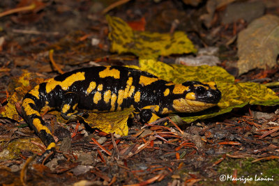 Salamandra pezzata , Fire salamander