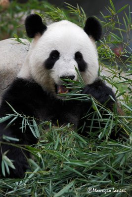 Panda gigante , Giant panda