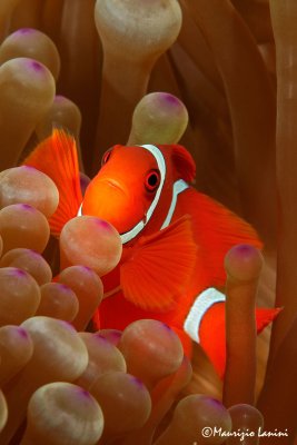 Pesce pagliaccio , False clown anemonefish