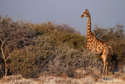 Giraffa , Giraff