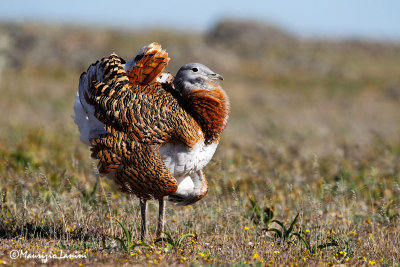 Otarda, Great bustard, Avutarda