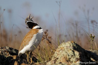 Gallina prataiola , Little bustard , Sisn comun