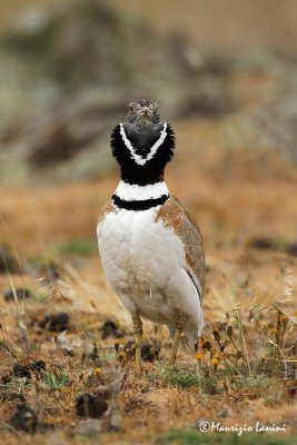 Gallina prataiola , Little bustard , Sisn comun