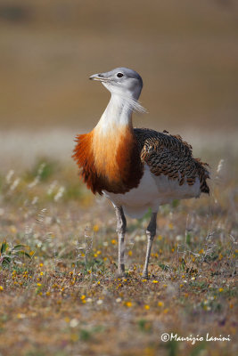 Otarda, Great bustard, Avutarda