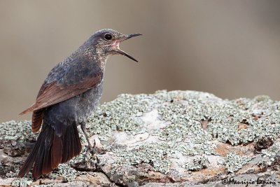 Passero solitario , Blue Rock-Thrush , Roquero solitario